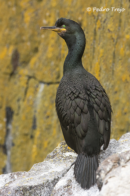 Cormorán moñudo (Phalacrocorax aristotelis)